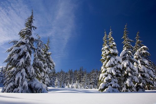 Finnish forest during winter